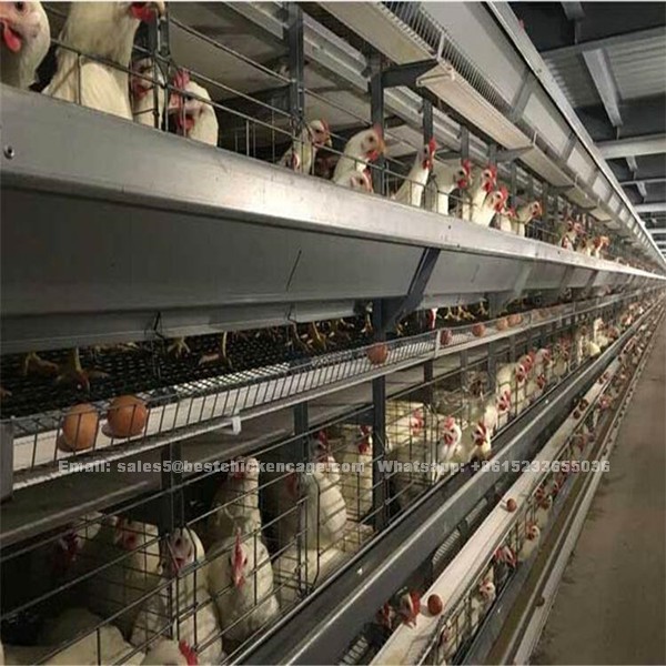 Automatic laying chicken cage with feeding hopper machine used in poultry eggs chicken farm