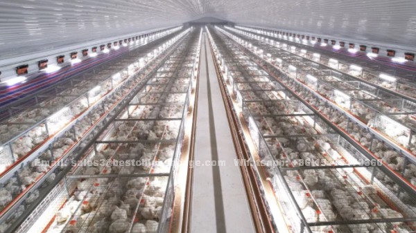 Poultry farming equipment layer hens broiler chicken brooding battery breeder cage