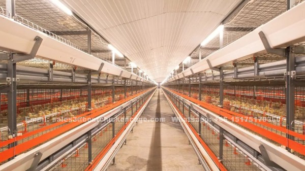 Poultry farming equipment layer hens broiler chicken brooding battery breeder cage