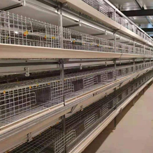 A or H type broiler battery cage for 5,000-10,000 birds in Uganda market