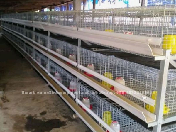 A or H type broiler battery cage for 5,000-10,000 birds in Uganda market