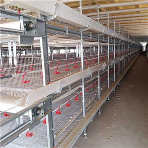 3 tiers and 4 tiers H type 20,000 broilers poultry farm design and house construction