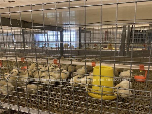 3 tiers and 4 tiers H type 20,000 broilers poultry farm design and house construction