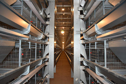 Our company finished 1,800 units of layer battery cage for 20,520 layers poultry farm