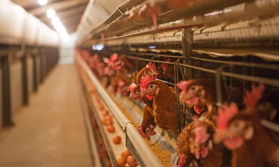 What is chicken cage system in poultry farm