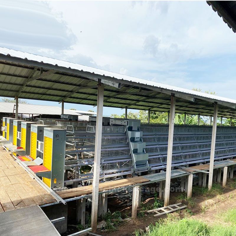 What is chicken cage system in poultry farm
