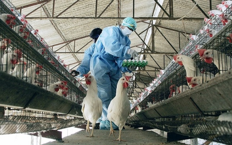 Different types of poultry farming equipment you need