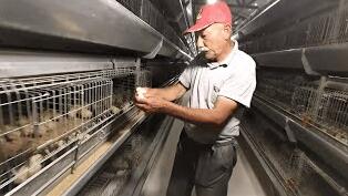 How to make battery cage for broilers