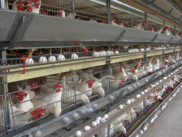Keys benefits of chicken cages and Importance of chicken cages