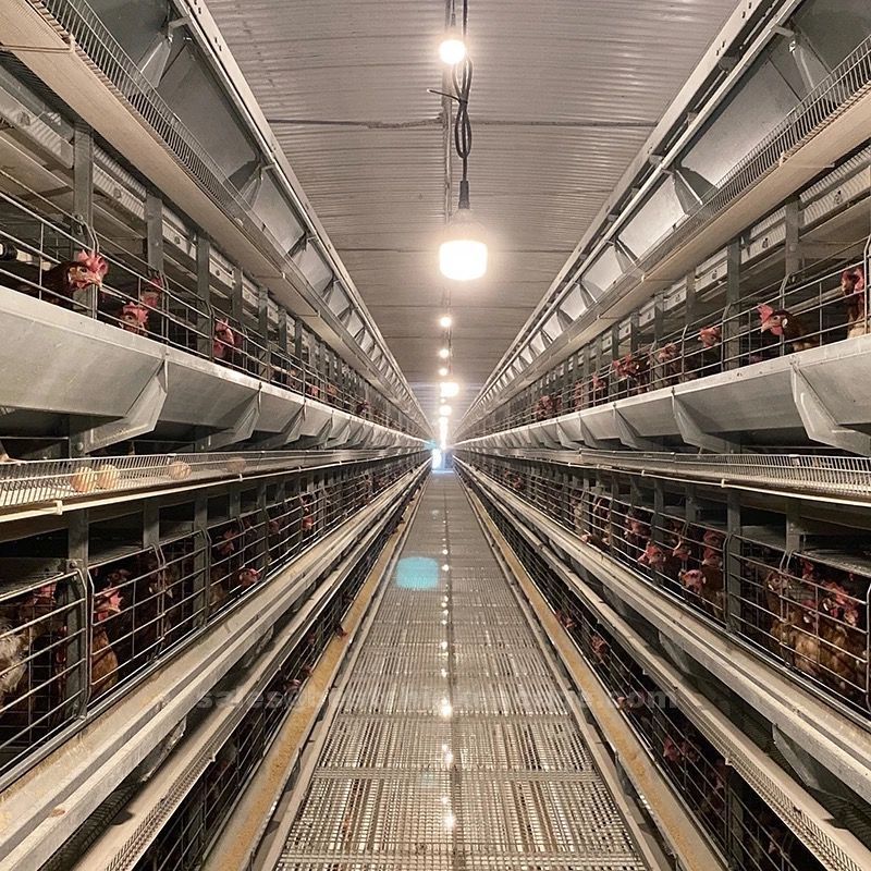 Keys benefits of chicken cages and Importance of chicken cages