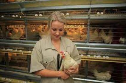 New style of battery cage systems prioritize hygiene with automated waste removal systems