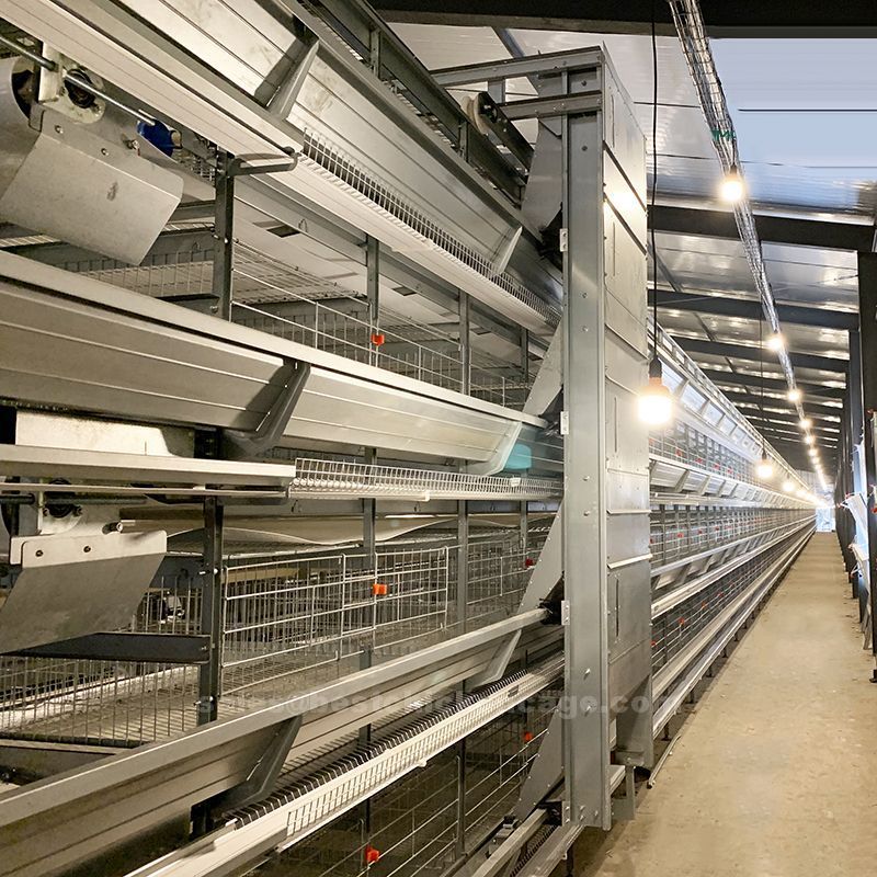 H-type chicken layer cage system offers a more humane, efficient, and automated approach to egg production