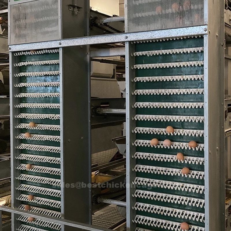 Battery cages facilitate easy waste removal and egg collection made from high quality materials such as galvanized steel