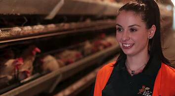 AI controlling system of automatic layer chicken cages are automated they save labor costs