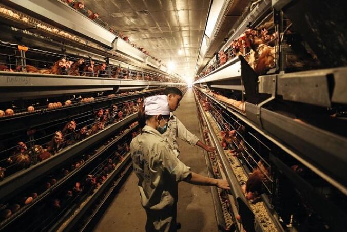 Latest design of battery cage chicken confinement can be beneficial for large egg production operations where space is limited