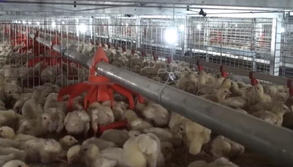 The features and benefits of the newly designed day old coop system ensure that the chicks receive proper care and attention