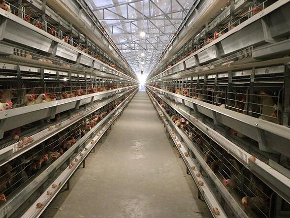 How battery cages  enabling farms to produce a large quantity of eggs in a relatively small area working