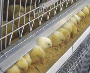 Automatic ladder type chick cage has emerged as a popular and efficient tool for rearing young chicks