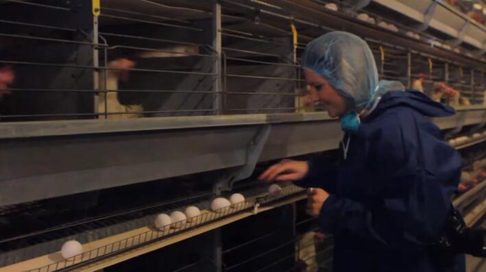 What exactly is a battery cage they are structured to house multiple hens within a confined space efficiently