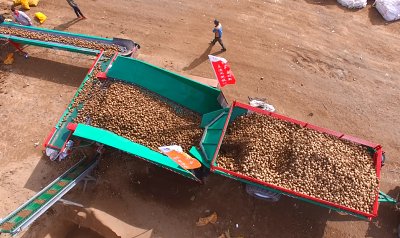 Potato Sorting Machinery