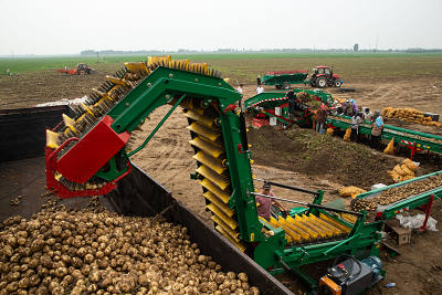 Potato Loading Conveyor