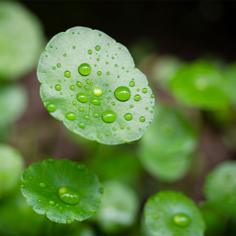 Extracto de Centella Asiatica II a