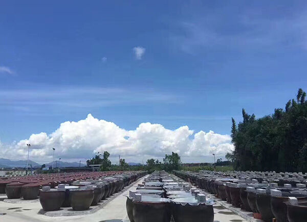 soybean fermentation