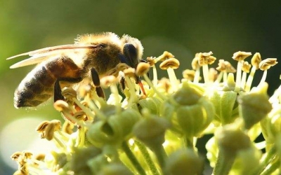 UK supports further restrictions on the use of neonics