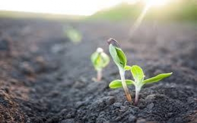 Survey shows growing interest in biostimulants