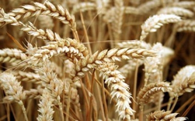 Low-gluten wheat that could be eaten by coeliacs produced by gene editing