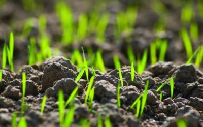 UK herb growers to protect crops with new product thanks to £1.4m project