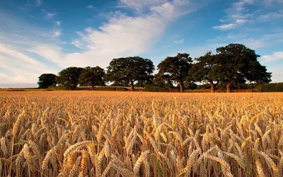 UK: Top-yielding wheat variety set to see leap in market share