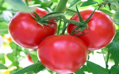 Researchers create plague-resistant tomatoes