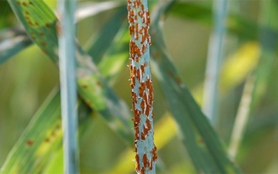 FAO publication timed right for Europe's wheat rust crisis
