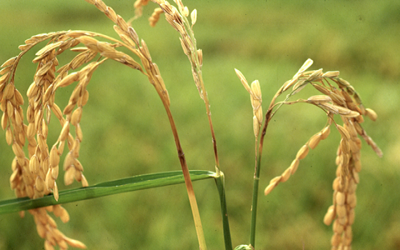 Scientists made breakthrough in battle against rice blast