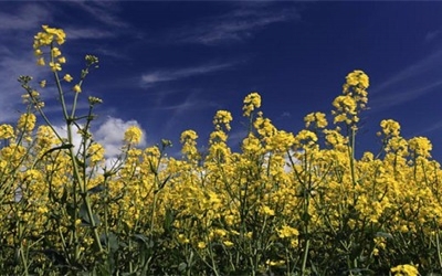 GM crops that produce industrial products could be grown in Britain for first time
