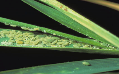 Seed treatments an important tool in Russian wheat aphid control