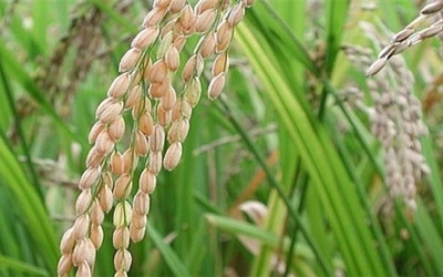 Cereal is much more drought-tolerant than other plants