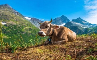Switzerland to vote on a complete synthetic pesticide ban 'in 3 years'