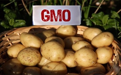Research shows GM potato variety combined with new management techniques can cut fungicide use by up to 90%