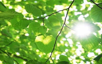 New type of photosynthesis discovered