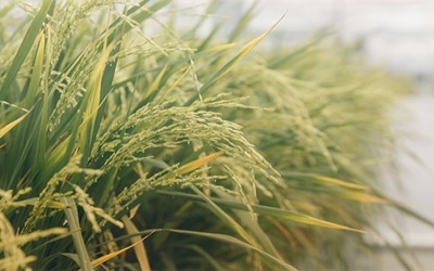 Rice with fewer stomata requires less water and is better suited for climate change