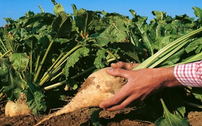 Scientists identified genetic plant breeding strategies to develop better sugar beet varieties
