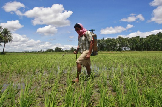 Anvisa: Toxicological analysis of glyphosate to be concluded in 2019 in Brazil