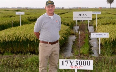 Rice researchers discover herbicide resistance in popular variety