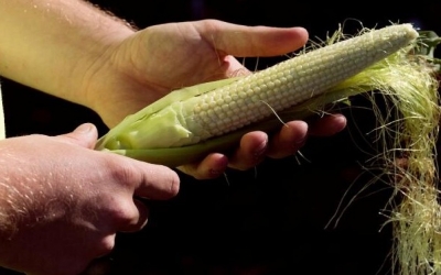 Special Report: Drowning in grain-How big Ag sowed seeds of a profit-slashing glut