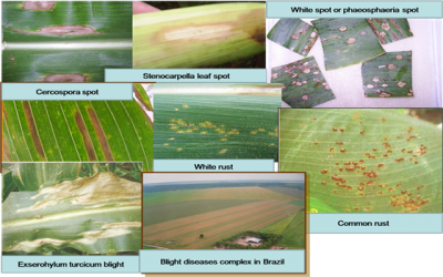 Reduced spray intervals to control soybean rust in Brazil