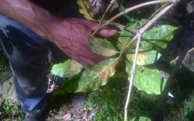 Mexican researchers patent organic product for controlling coffee rust