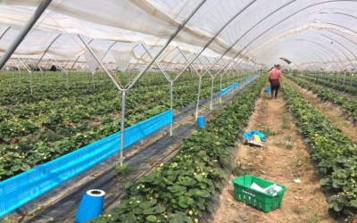 U.S. EPA schedules 6 new pesticide ais registrations in fiscal 2019