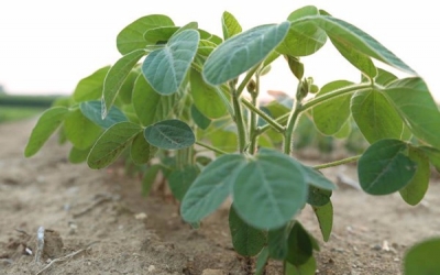 Valent launched Aveo EZ Nematicide in US